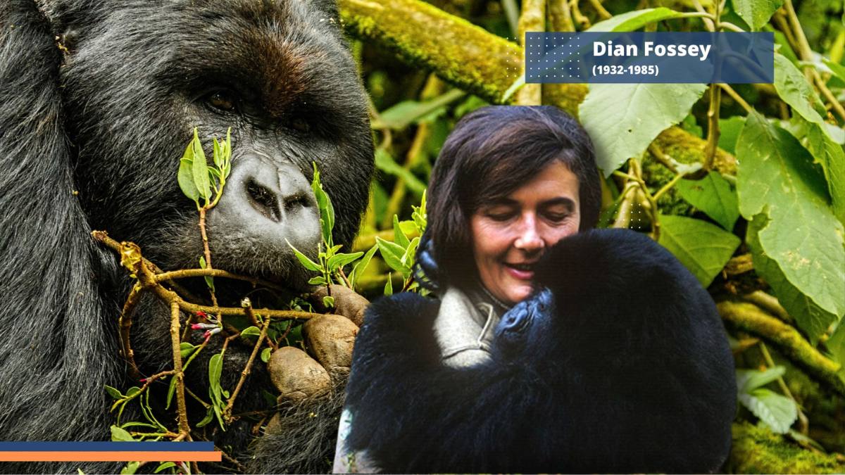 Dian Fossey: Entre Gorilas y Selvas Africanas